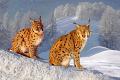 854 - IM WINTER - PALFRADER JOSEF - austria